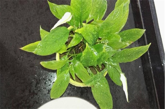 一帆风顺烂根怎么处理？一帆风顺烂根原因及解决方法