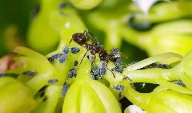 橘子皮怎样养花 预防害虫