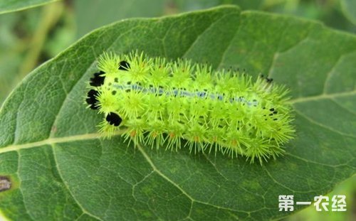枣树上的虫子，会蜇人的那种是什么虫？