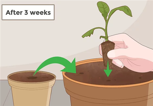如何种植和移栽烟草，种植烟草的土壤和气候条件