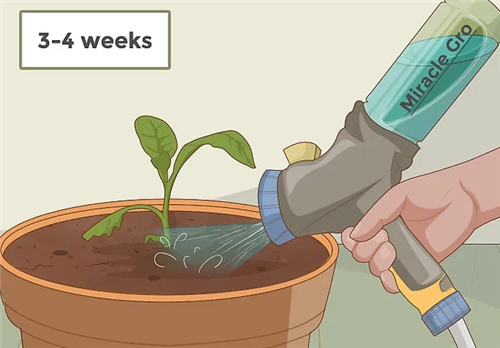 如何种植和移栽烟草，种植烟草的土壤和气候条件