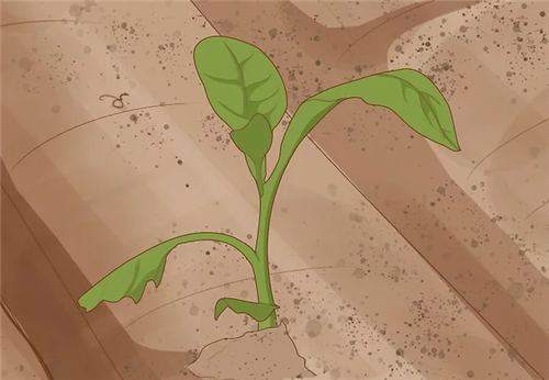 如何种植和移栽烟草，种植烟草的土壤和气候条件