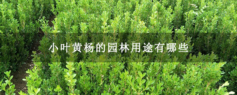 小叶黄杨的园林用途有哪些