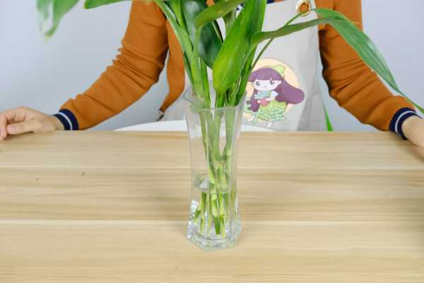 养“富贵竹”总烂根，不如水里兑点“液体”，防腐还能灭菌，