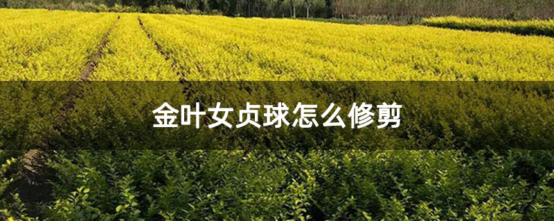 金叶女贞球怎么修剪