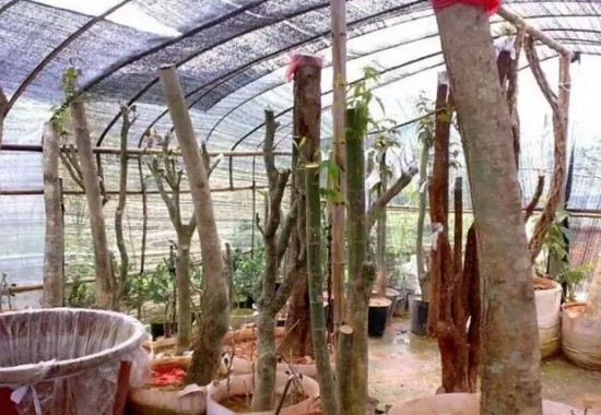 秋枫树桩盆景种养方法