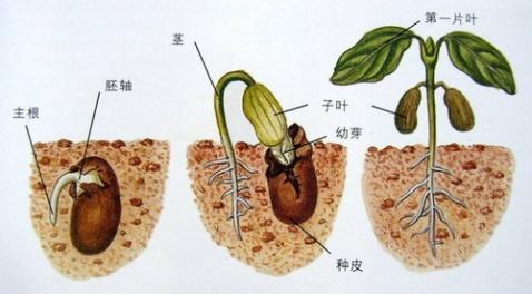 真叶和子叶的区别图