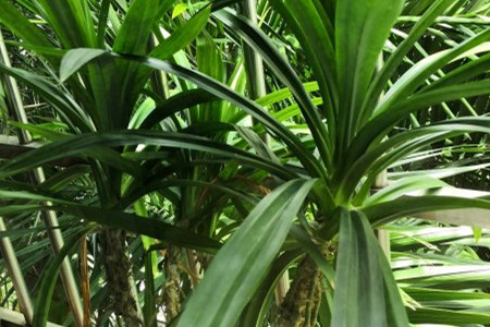 斑斓叶种植方法