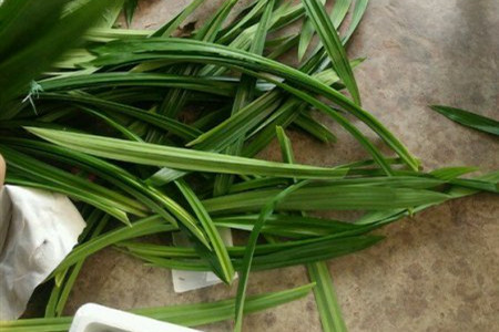 斑斓叶种植方法