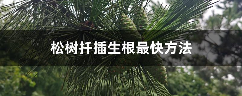 松树扦插生根最快方法