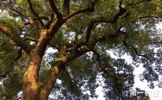 香樟树产地分布及其特点