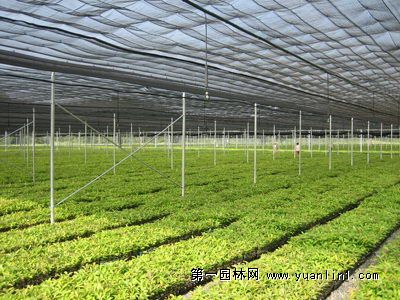 香樟育苗管理技术和方法
