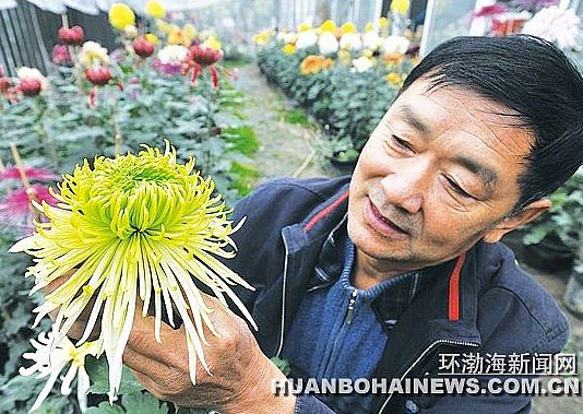 唐山培育出稀有绿色观赏菊