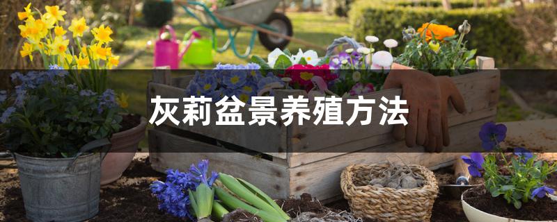 灰莉盆景养殖方法