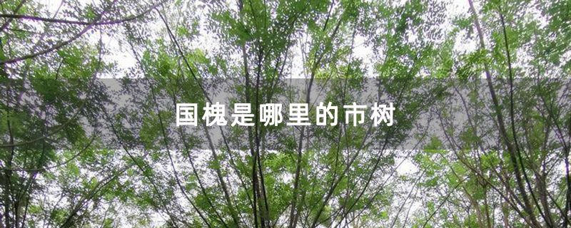 国槐是哪里的市树