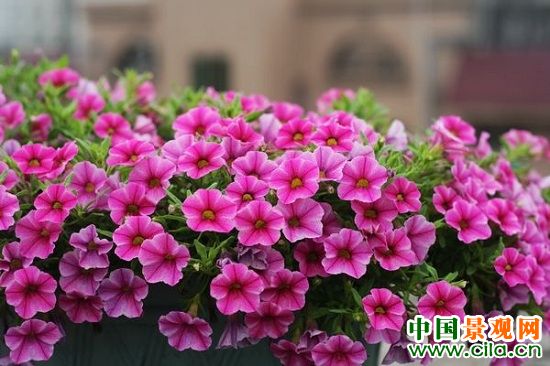 最全的矮牵牛病虫害症状及防治方法