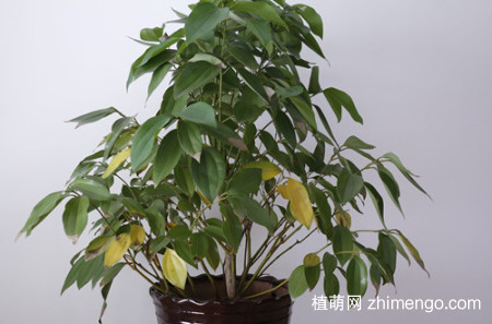 平安树叶子发黄是什么原因，平安树叶子发黄怎么办？