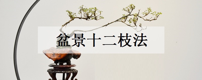 盆景十二枝法是什么 有哪些造型技巧