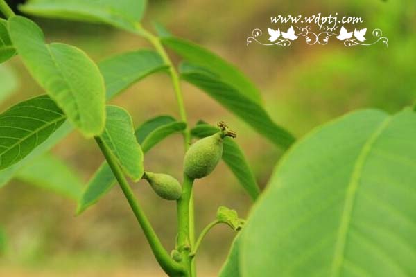 高清碧根果图片大全