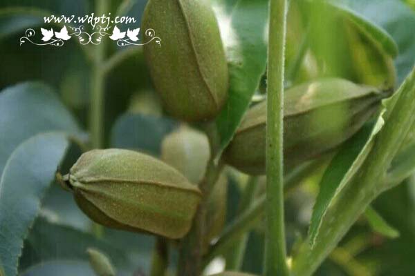 高清碧根果图片大全