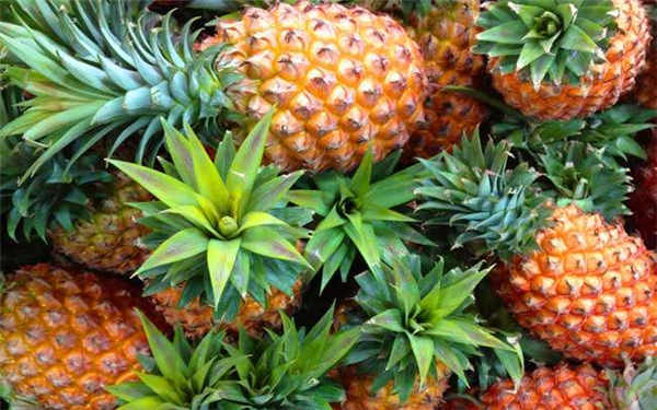 菠萝结完果会死吗 怎么养殖菠萝