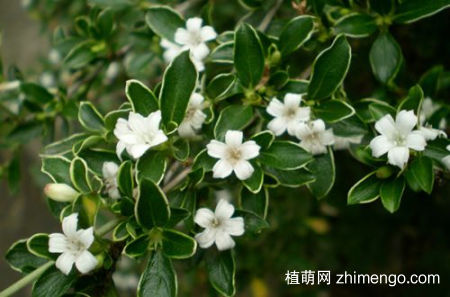 六月雪黄叶子怎么回事，六月雪叶子发黄掉落怎么办