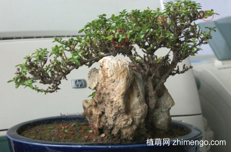 六月雪黄叶子怎么回事，六月雪叶子发黄掉落怎么办