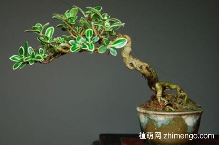 六月雪黄叶子怎么回事，六月雪叶子发黄掉落怎么办