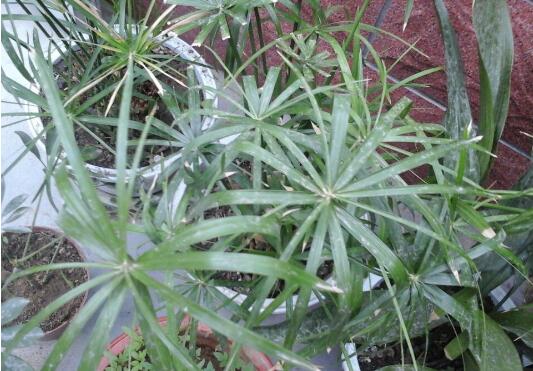 水培水竹的方法和注意事项，水质要偏酸性/要勤换水