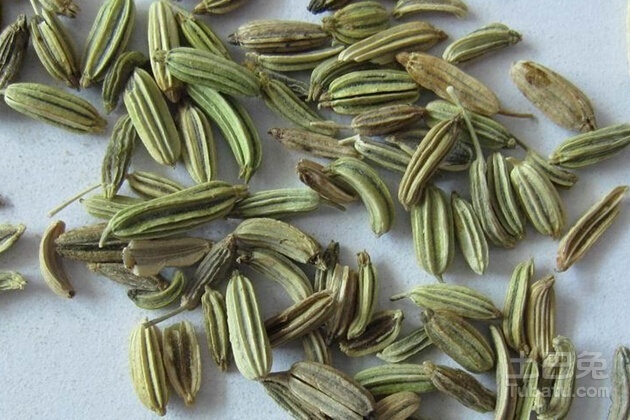 小茴香图片    小茴香生长环境、营养、药用价值