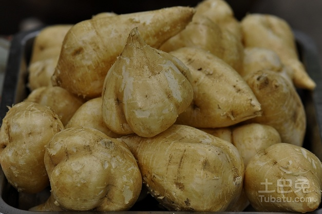 沙葛图片及食用价值