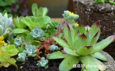 多肉蚧壳虫杀灭方法