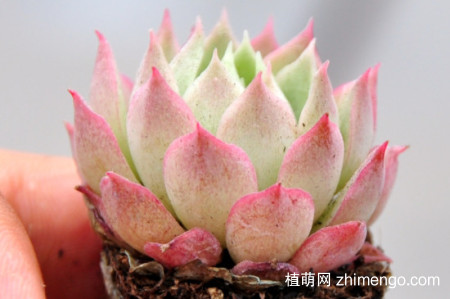 多肉蚧壳虫杀灭方法