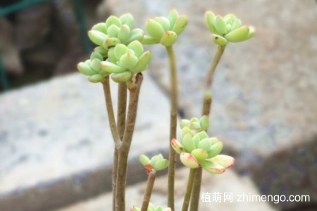 多肉蚧壳虫杀灭方法
