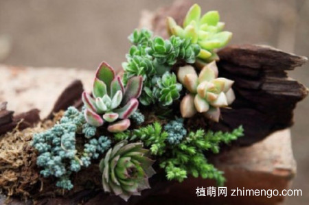 多肉蚧壳虫杀灭方法