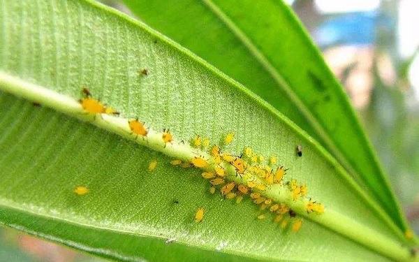 蚧壳虫怎样彻底消灭 根除蚧壳虫的方法
