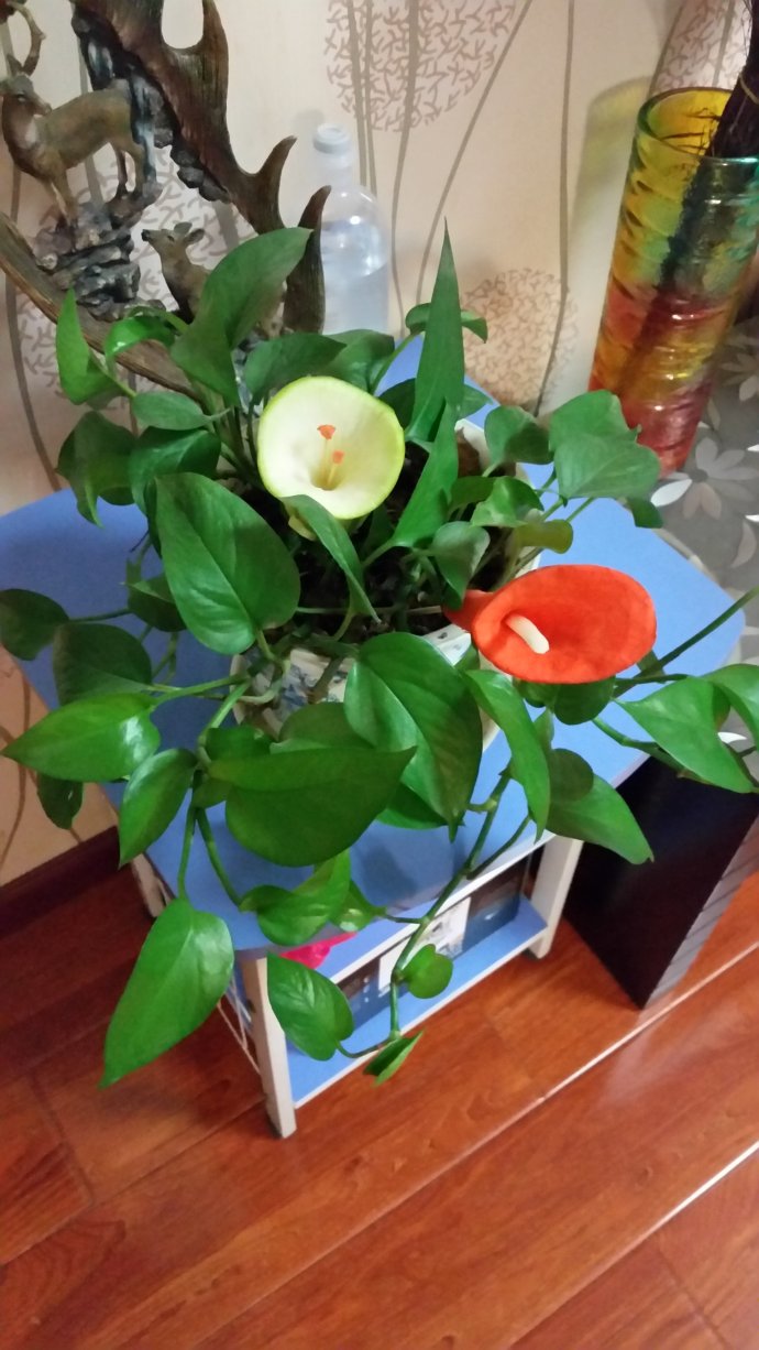 开花的绿萝的图片大全