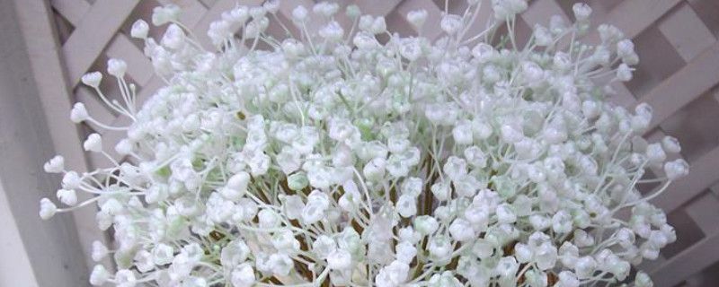 满天星叶子发黄是什么原因(买了一束满天星怎么养)