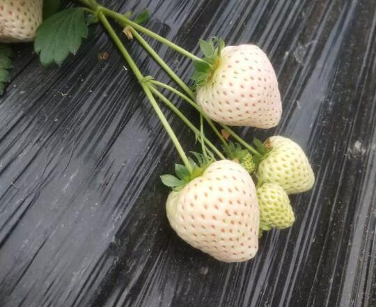 雪兔草莓品种介绍（图）