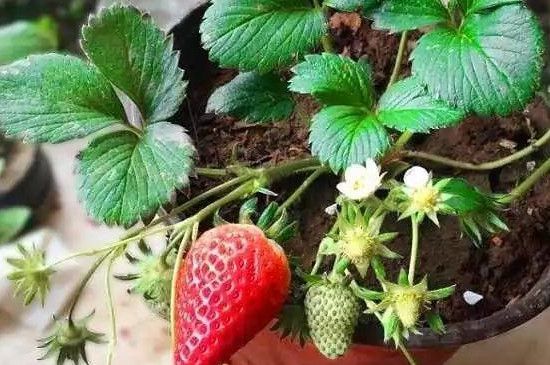 草莓不催芽直接放土里可以吗(草莓种子直接种可以吗)