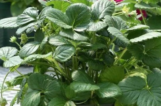 四季草莓的种植方法和技术(家庭阳台草莓种植方法)