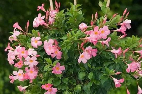 飘香藤冬天叶子掉光还能活吗(盆栽飘香藤活不过三年)