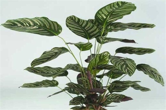 孔雀竹芋的四种寓意