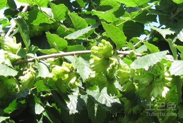 榛子树图片欣赏及植株介绍