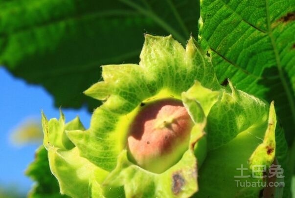 榛子树图片欣赏及植株介绍