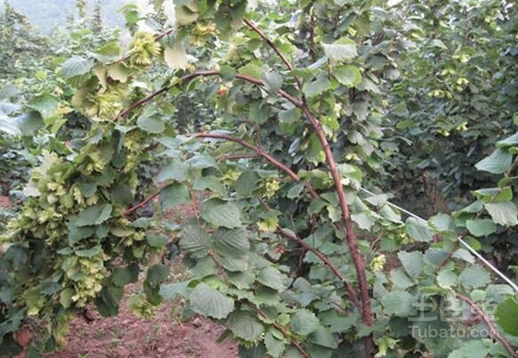 榛子树图片欣赏及植株介绍