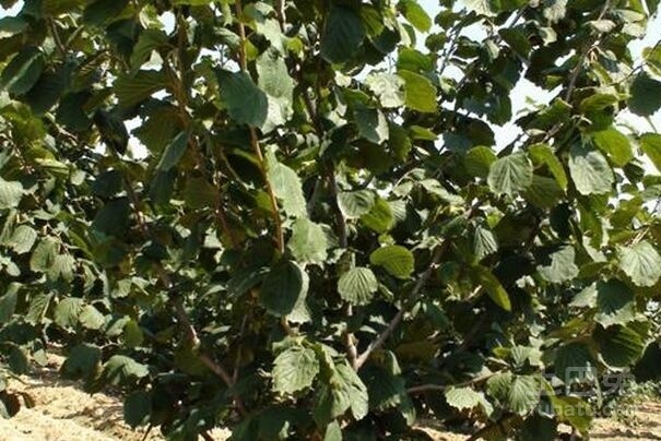 榛子树图片欣赏及植株介绍