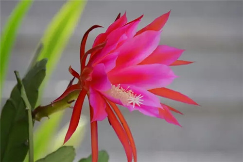 令箭荷花的养殖方法难吗 令箭荷花不开花怎么办
