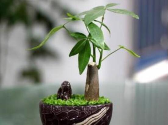 发财树树桩怎么催芽？发财树树桩四个催芽步骤