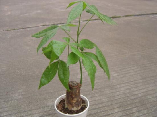 发财树树桩怎么催芽？发财树树桩四个催芽步骤